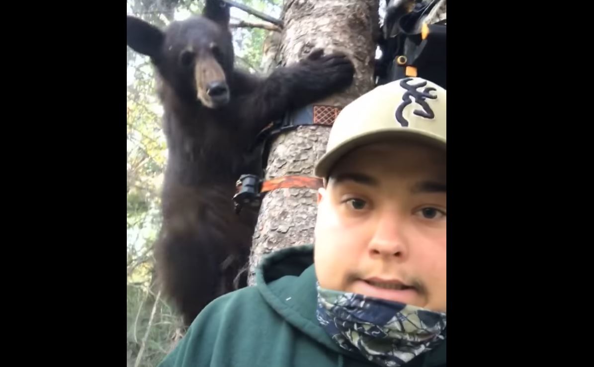 VIDEO Bear Climbs Up Treestand, Shocking Hunters