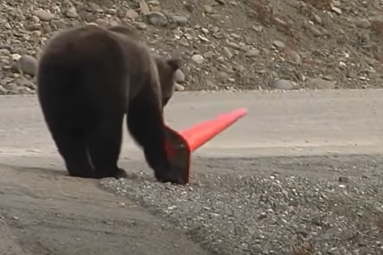 trafficbear