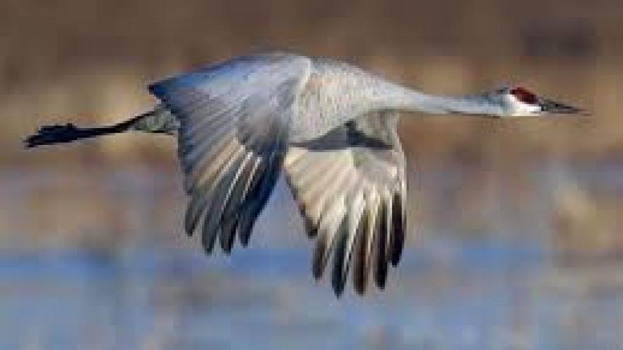 Sandhill Cranes  Montana Public Radio