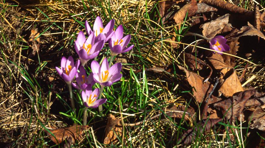 Why the Northern Hemisphere is about to have its earliest spring in 124  years