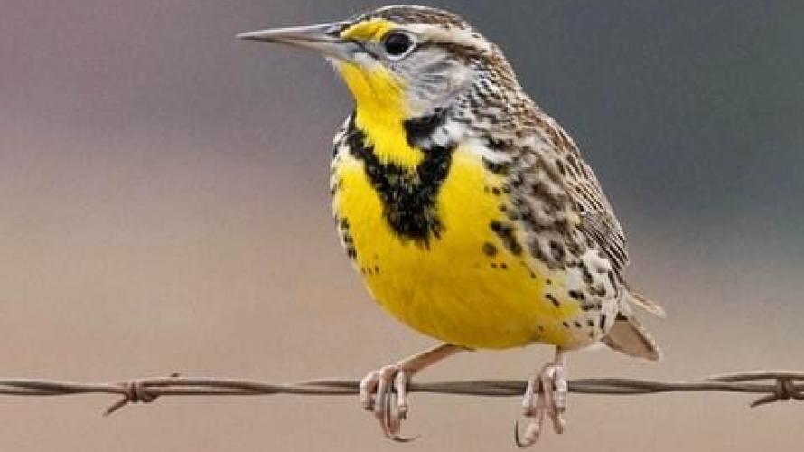 Montana's Meadowlark | Distinctly Montana Magazine