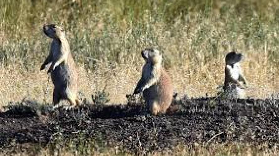 Greycliff Prairie Dog Town