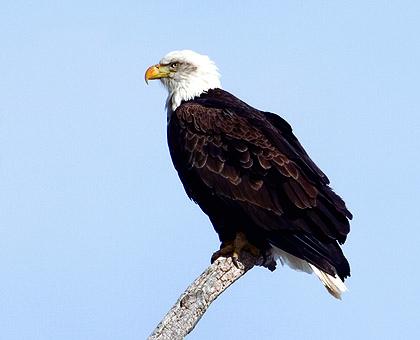 Big Sky Bird Watching | Distinctly Montana Magazine