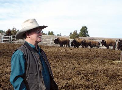 rancher montana meets admits bison