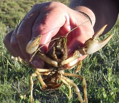 MT's Crawdad Cuisine