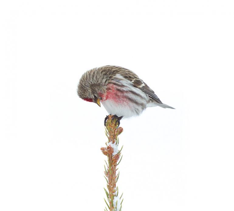 Common Redpoll