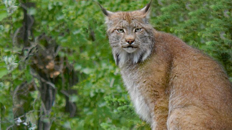 bobcat