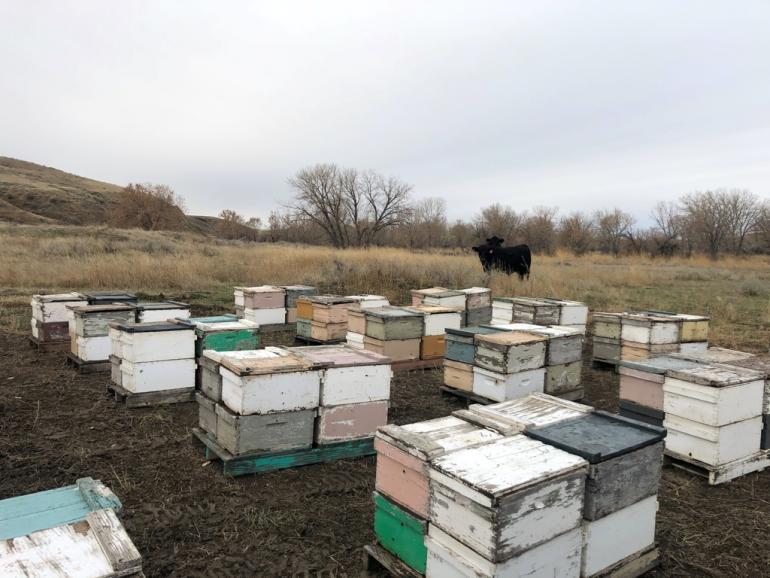 Montana Honey