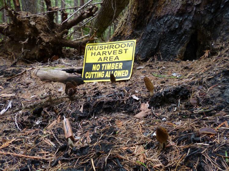 mushroom harvest area no timber cutting allowed