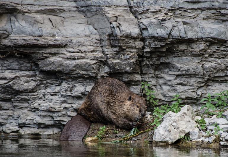 Aquatic animals beaver