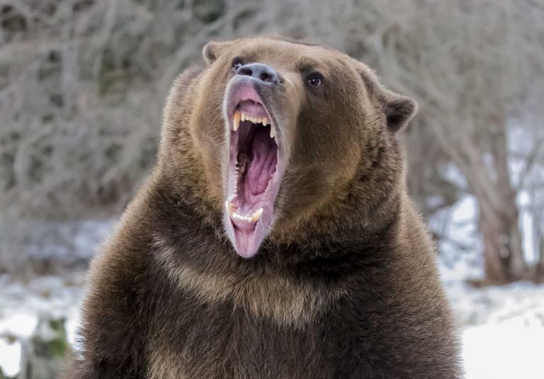 angry giant grizzly bear