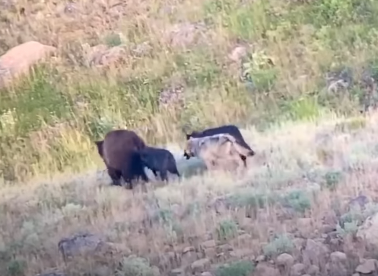 VIDEO: Pack of Wolves Chases Grizzly in Yellowstone National Park