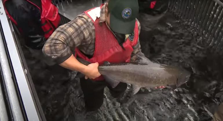 Salmon being fed into Salmon Cannon