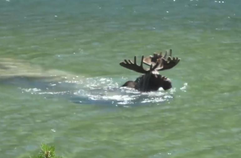 Video Ever Seen A Moose Go Diving