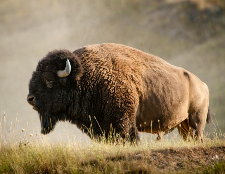 American Bison standing in Field