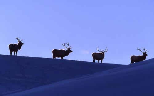 elk