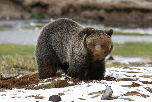 Grizzly bear