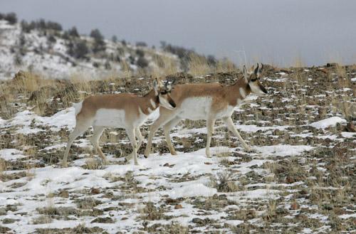 pronghorn