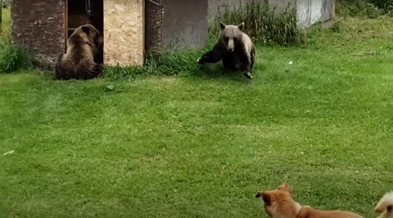 VIDEO: Family Dogs Confront Grizzly Bears While Eating Their Kibble