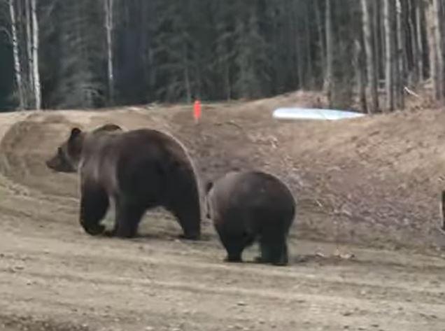 VIDEO: Huge Grizzly Bear With Cubs Walks Up To Car, Stands on Hind Legs