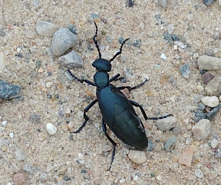 Blister Beetle