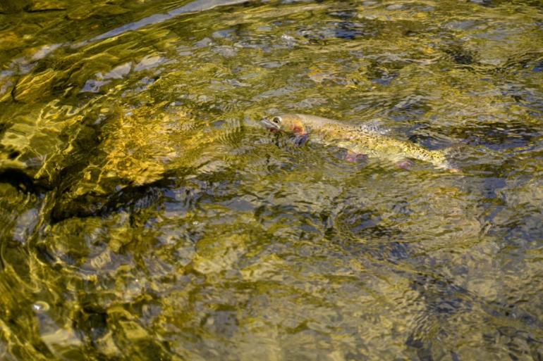 Fish in shallows