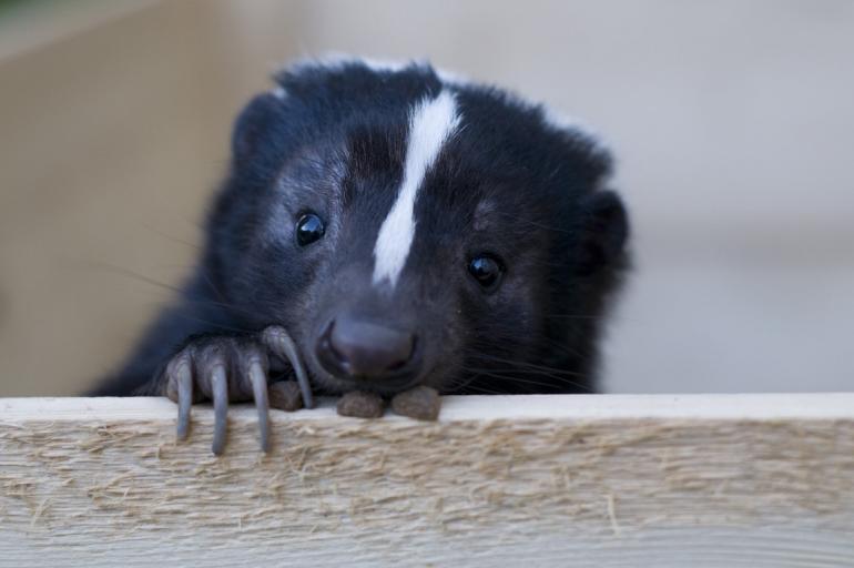 Cute skunk