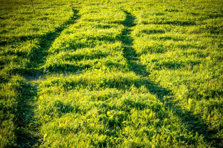 Tire tracks in grass