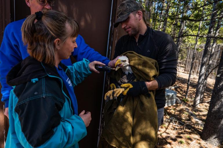 Gretchen Heine tending to animal