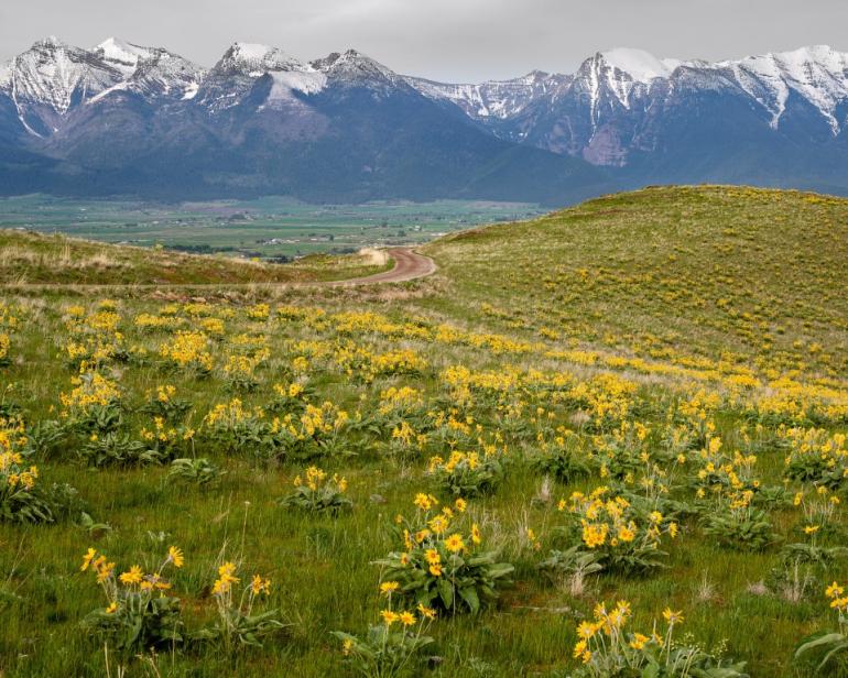 Bison range