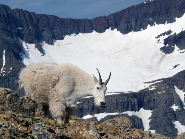 Mountain goat