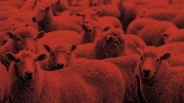 Sheep wars