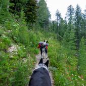 Dogs on the Trail