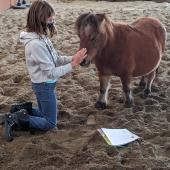 Chinook Horses