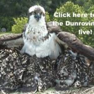 dunrovin osprey