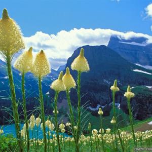 Springtime in Montana