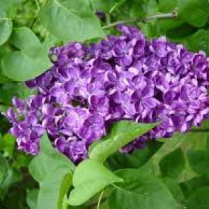 lilacs