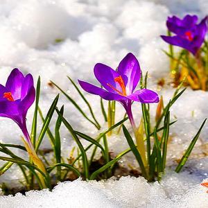 Montana crocuses